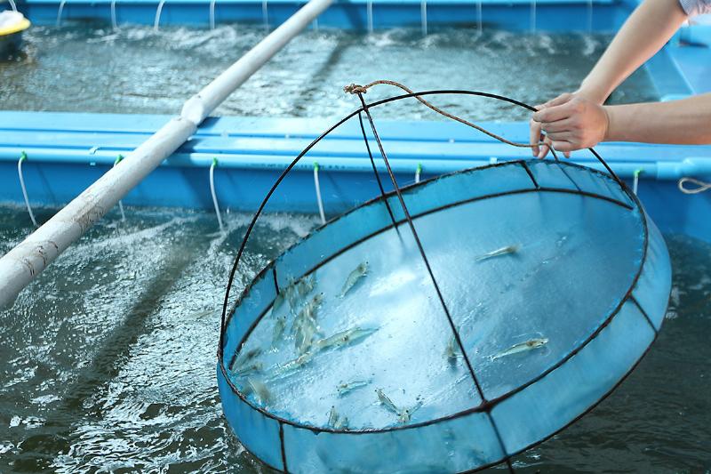 Hình ảnh người dân làm sạch môi trường ao nuôi minh họa phát triển bền vững nuôi trồng thủy sản ở nước ta hiện nay